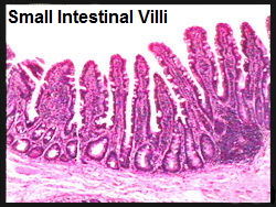 smallintestinalvilli