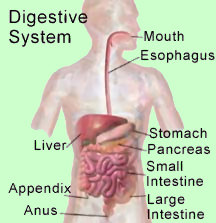 digestive_system
