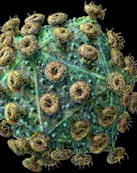 herpes_virus_web