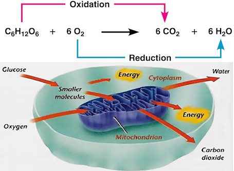 mitochondra_use_of_oxygen