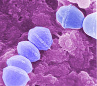 staph_bacteria_web